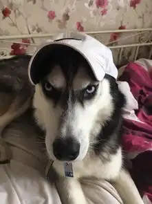 还记得这只一夜成名的哈士奇吗它娶到了优雅的女士做压寨夫人了
