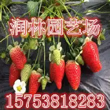 樱桃等果树苗木价格樱桃等果树苗木批发樱桃等果树苗木厂家hc360慧聪网
