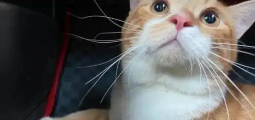 橘猫去医院吓得浑身蜷缩露难过表情,背后原因竟让人直呼心疼
