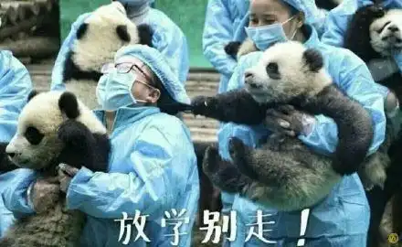 大熊猫超萌表情包
