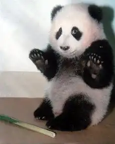 一只熊的可爱qq表情抱抱搜搜问
