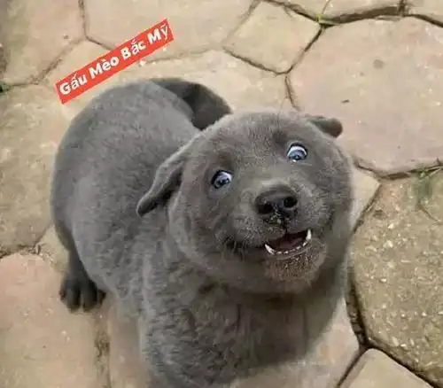 猫和狗能不能结合产生后代看到这只萌物后,我懵了

