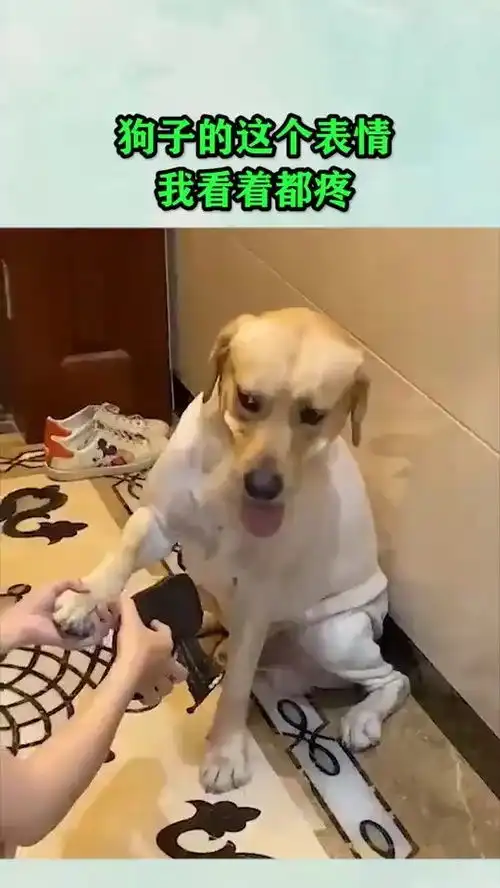 狗子的这个表情,我看着都疼
