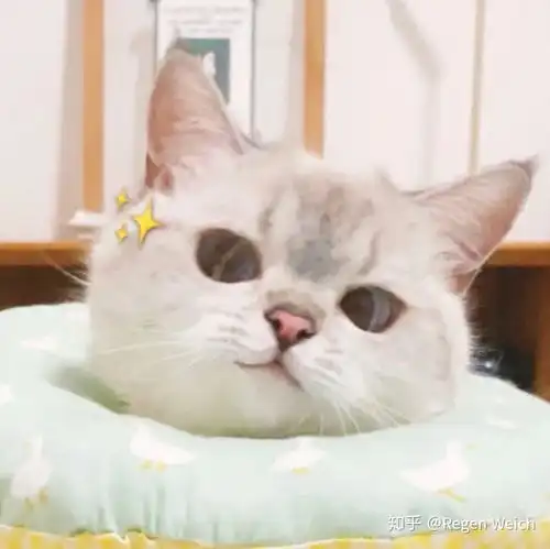 大家有没有那个小黑猫在有害垃圾桶里面探头那个表情包太可爱了
