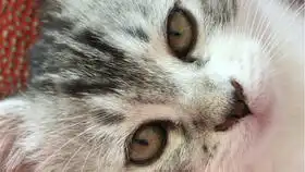 猫猫困到睁不开眼
