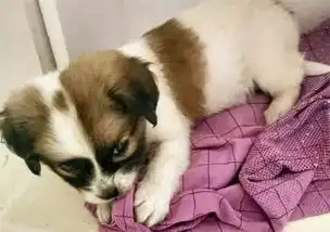 小土狗,也很可爱呀
