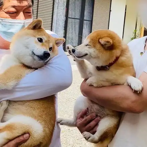 柴犬果然是表情包界的扛把子,有照片为证
