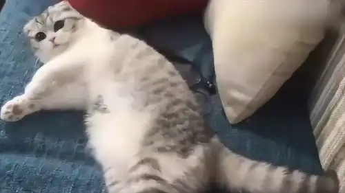 猫咪听到主子叫它名字说拜拜,当场就慌了,这瞪眼睛的表情太可爱了
