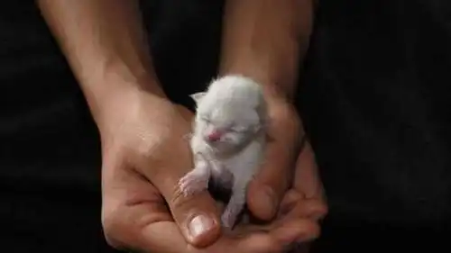 猫咪求爱被拒,抬头看主人很委屈,网友扎心了
