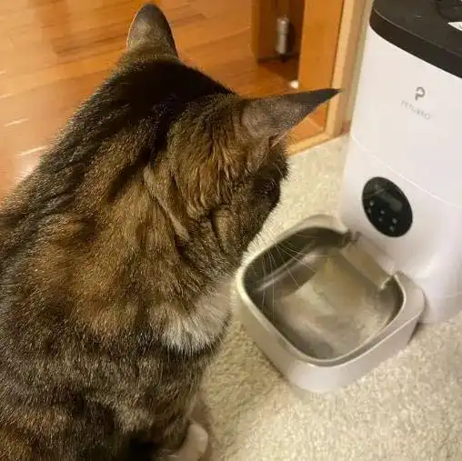 奴才全家出门玩留它顾家,猫咪厌世表情眼神超有戏

