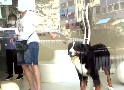 苑琼丹帮艾威照顾爱犬,遛超巨型伯恩山不成反被遛,路人表情亮了
