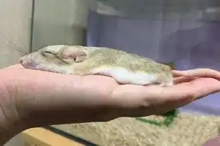 月饼吃怕了这里有仓鼠饼哦