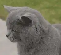 蓝猫和金渐层养哪个好呢老实告诉你,区别挺大