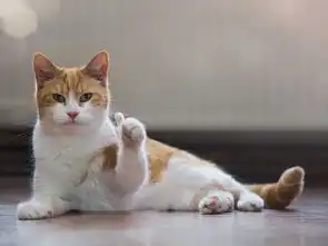 在猫咪眼里,宠主的7大身份,最后一种扎心了
