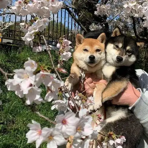 潮图表情包柴犬狗狗的快乐时光
