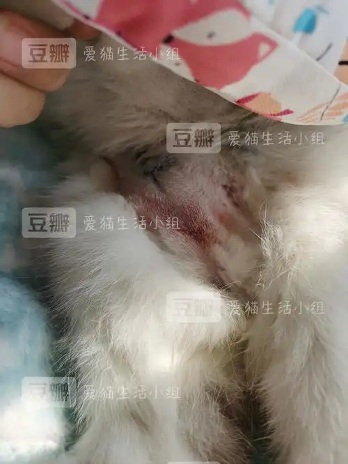 绝育路表情包绝育手术