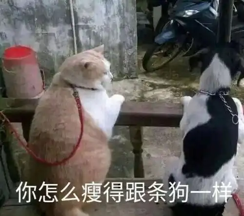 神反转的沙雕文案
