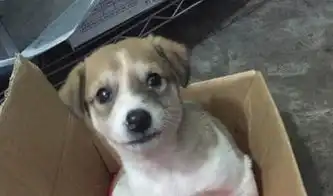 流浪狗看着我的鸡块流口水却不过来,知道原因后有点心疼
