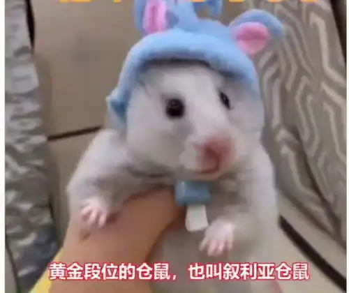仓鼠界的表情包,你们知道是哪个吗

