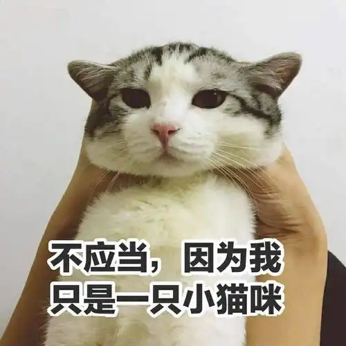 你家小猫咪有没有藏过什么奇怪的东西
