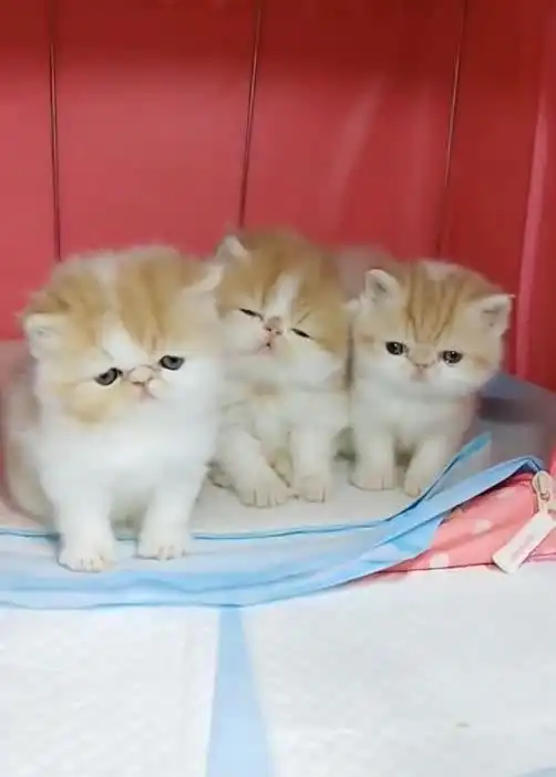 太可爱了三只可爱的小猫咪表情都很搞笑
