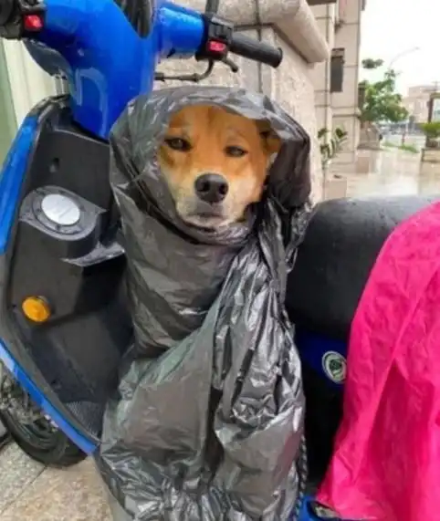 我给狗狗买了件雨衣,可穿起来怎么怪怪的
