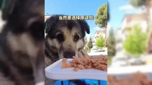 狗子被投喂小车撞醒吓出狂喜表情包,狗子你是不是有啊外卖
