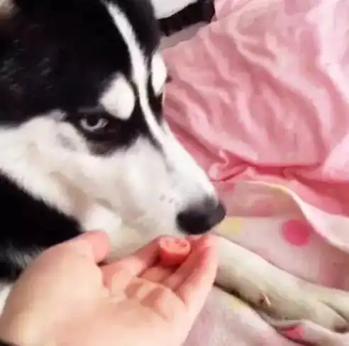 女主人喂哈士奇吃火腿肠,没想到二哈一副总有刁民要害朕的表情
