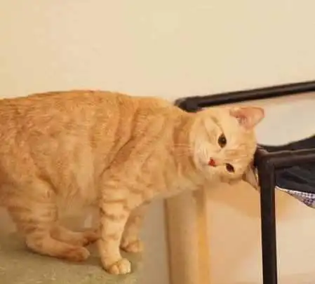柴犬偷闻了橘猫的屁屁,橘猫直接气炸,逮住它就是一顿胖揍
