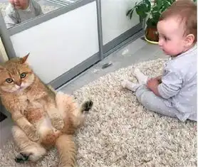 面对小主人热情打招呼,猫咪蜷缩起来一脸懵逼,这个表情太蠢萌
