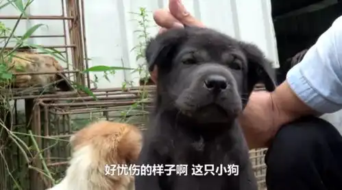 头条xx那么可爱,你们竟然要吃掉
