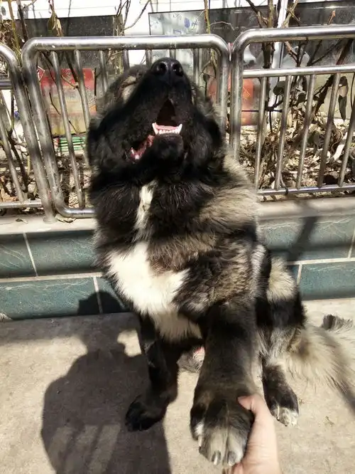 养高加索犬是一种什么体验
