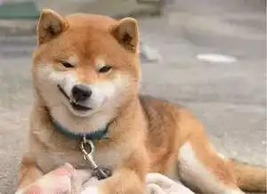 柴犬丨汪界表情包的鼻祖
