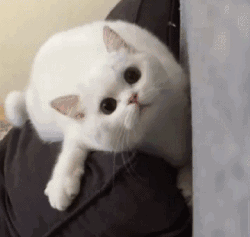 超级可爱的动态猫咪表情包第二弹
