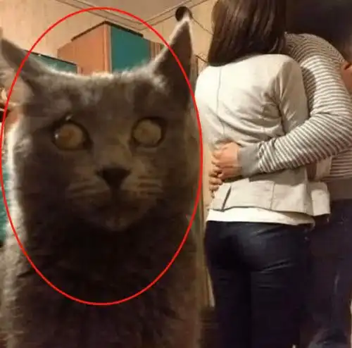 蓝猫看到两主人亲热,瞬间失控醋意大发,丰富小表情令人笑疯了