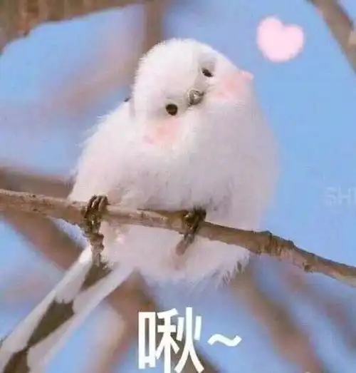 嘻嘻我想让18小萌新变成我的心理咨询师
