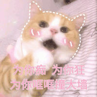 猫咪张嘴表情包动图