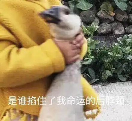 房价上涨,地税上升,交通费上调2019年的渥太华请你对我好一点市政
