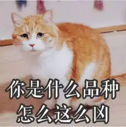 男女通用的小猫咪系列表情包,超级阔爱,快点收藏起来吧
