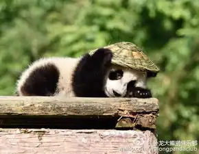 最强cosplay背篓草帽,看我变身功夫熊猫
