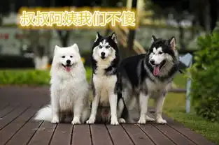 狗狗为什么吃便便造成的原因有5个,看完涨知识