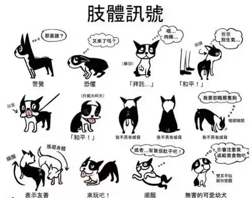知5分钟搞定狗狗小心思,从这里开始
