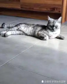 猫咪要是认真起来表情包也挺多的,比哈士奇和柴犬都搞笑
