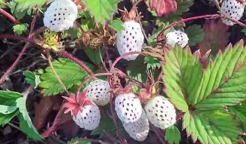农村一种白草莓,常被误认入侵物种,价值却比蓝莓还高
