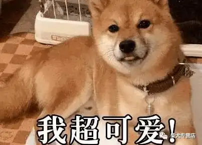 柴犬真的全身都是萌点啊,太可爱了吧
