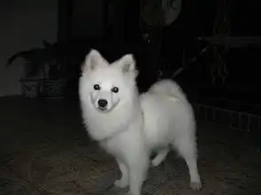 银狐犬多少钱银狐犬成年多少斤银狐犬成年照片
