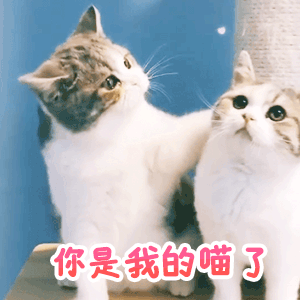 讨女朋友开心的表情包gif只做你一个人的舔狗,认定你了
