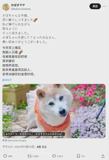 再见doge神烦狗表情包原型柴犬kabosu离世
