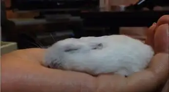 太享受了一根手指爱的摸摸小仓鼠瘫软呈扁平状
