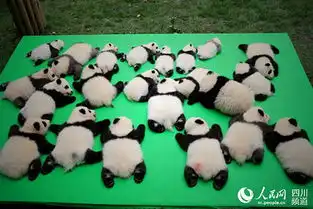 萌哭了2016年到底有多少对双胞胎熊猫宝宝出生
